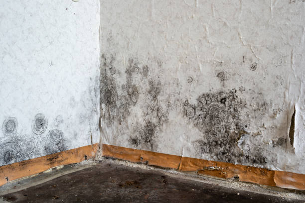 Crawl Space Mold Removal in Walls, MS